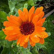 25th Jan 2024 - Marigold in the Rain