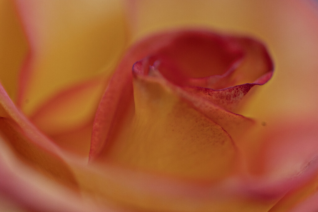 Double Delight Rose by pdulis