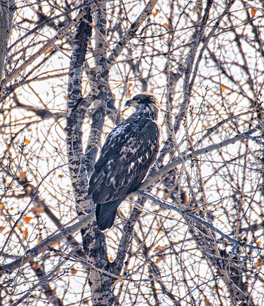young bald eagle by aecasey
