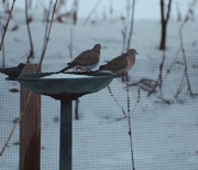 25th Jan 2024 - Morning doves