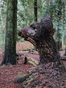 25th Jan 2024 - The Bear Tree
