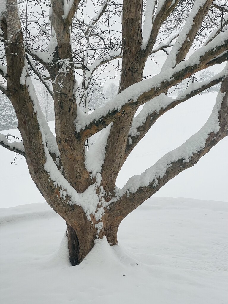 Tree in Snow by calm