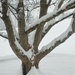 Tree in Snow by calm