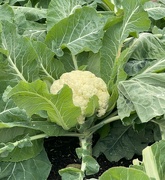 25th Jan 2024 - 1 25 Preschool garden cauliflower