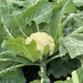 1 25 Preschool garden cauliflower by sandlily