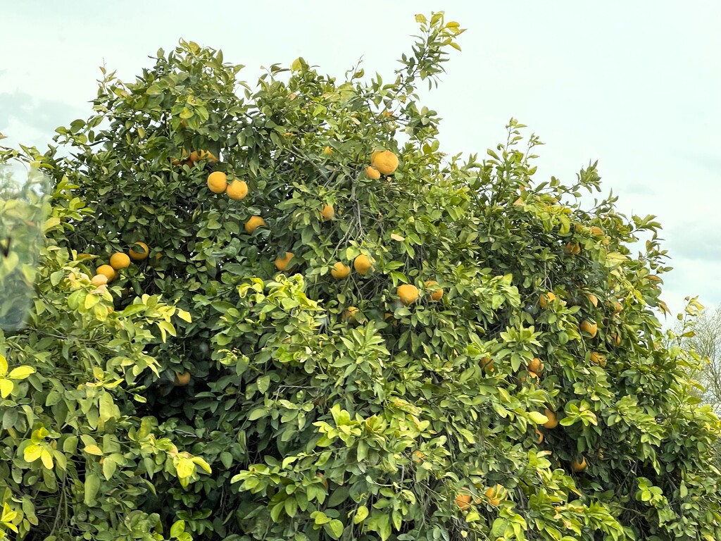 1 25  Oranges by sandlily
