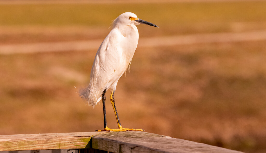 Snowy Egret on the Rail! by rickster549