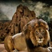 The Lion Sleeps Tonight by joysfocus