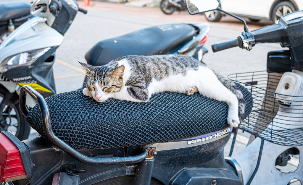 Sleepy Pussy on a MotorCycle by ianjb21