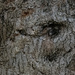 eye see you said the tree ... by koalagardens