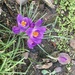 First glimpse of Spring in the garden..