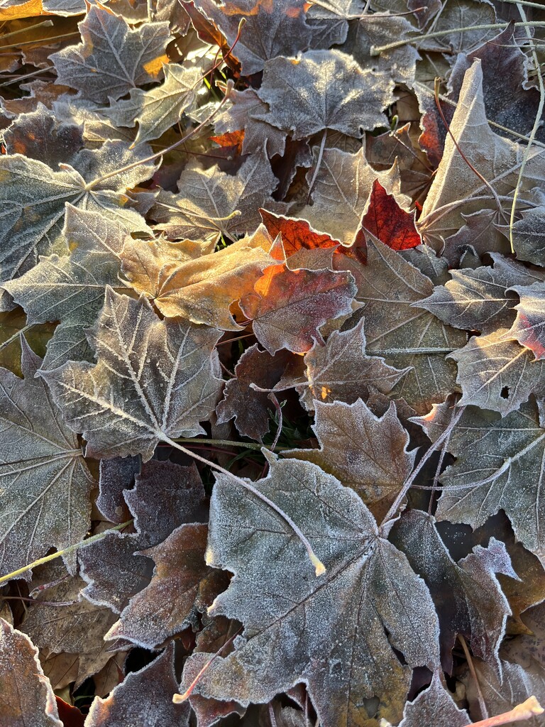 Frosty leaves by johnnyfrs