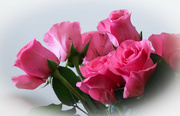 26th Jan 2024 - Pink roses