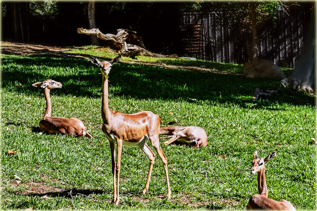 The Gerenuk by 365projectorgchristine