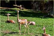 26th Jan 2024 - The Gerenuk