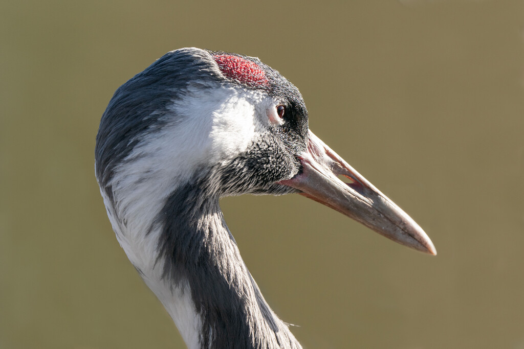 Common Crane by clifford