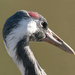Common Crane by clifford