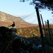 Pheasant silhouette by valpetersen