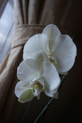 10th Jan 2024 - Orchid