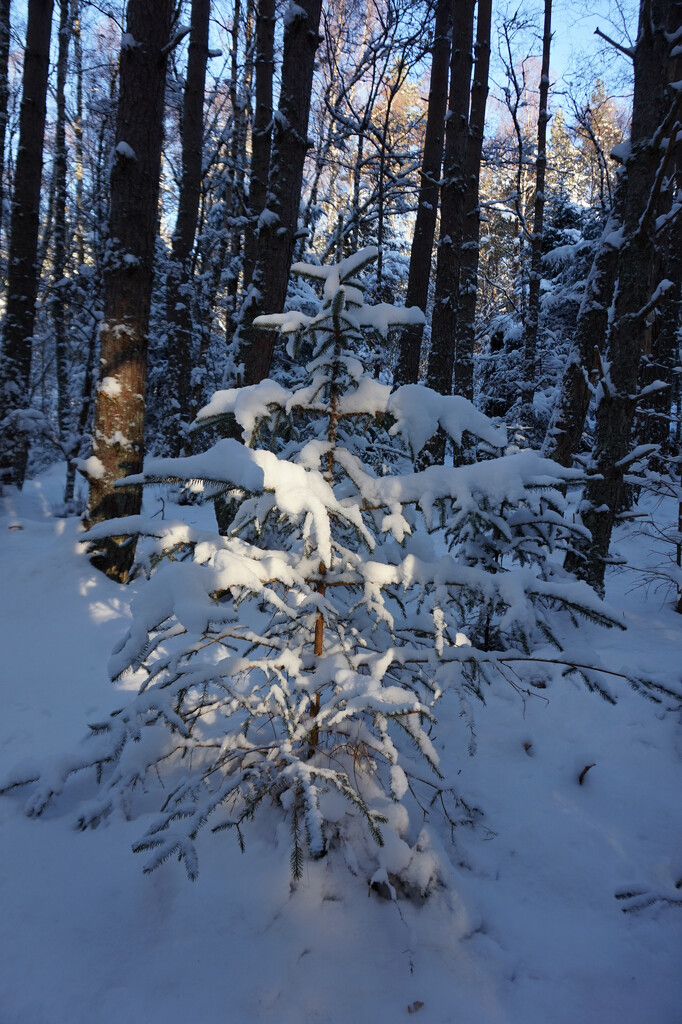 The Little Christmas Tree by valpetersen