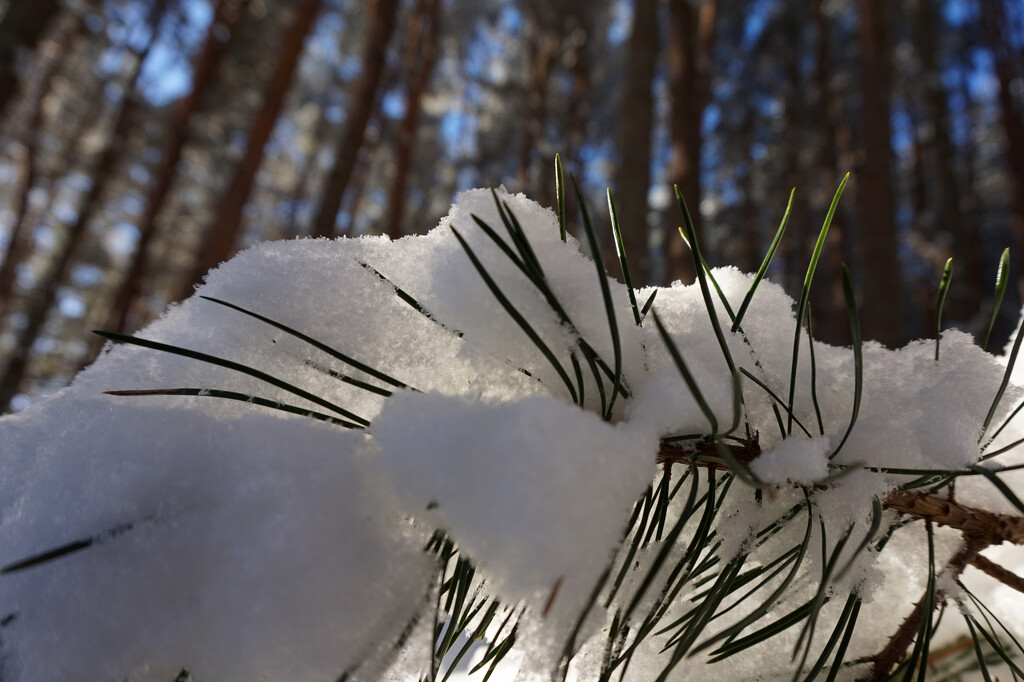 Melting snow by valpetersen