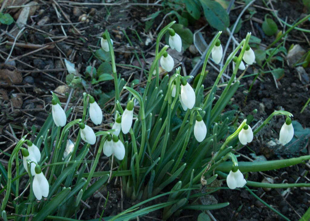 Snowdrops by busylady