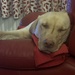 Tired dog.  by suehazell