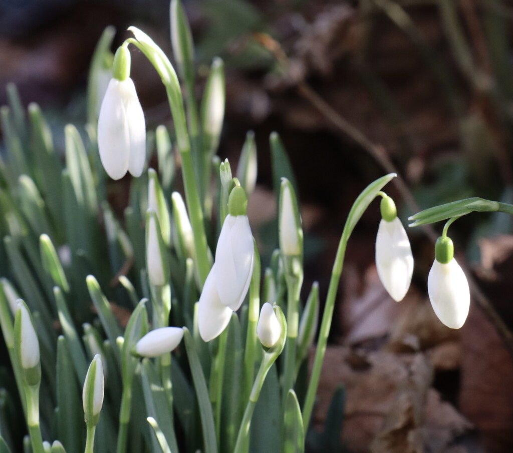 Snowdrops by jeremyccc