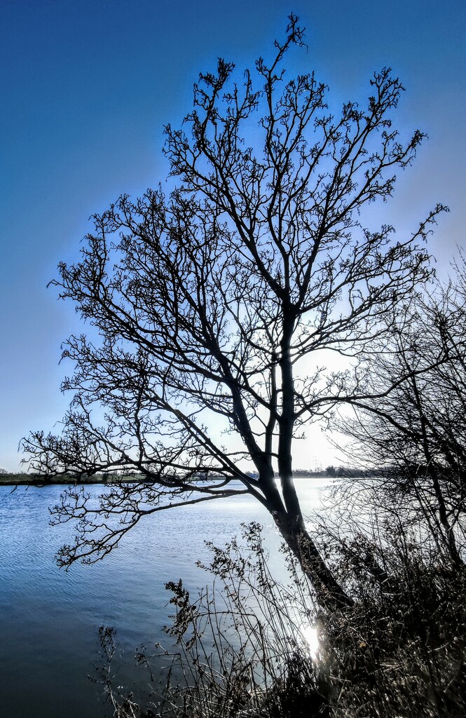 Tree on the reservoir  by boxplayer