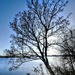 Tree on the reservoir  by boxplayer