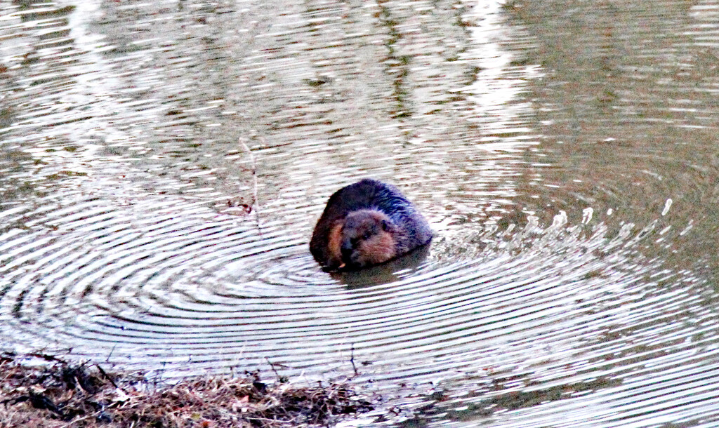 Jan 10 Beaver IMG_6992A by georgegailmcdowellcom