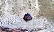 10th Jan 2024 - Jan 10 Beaver IMG_6992A