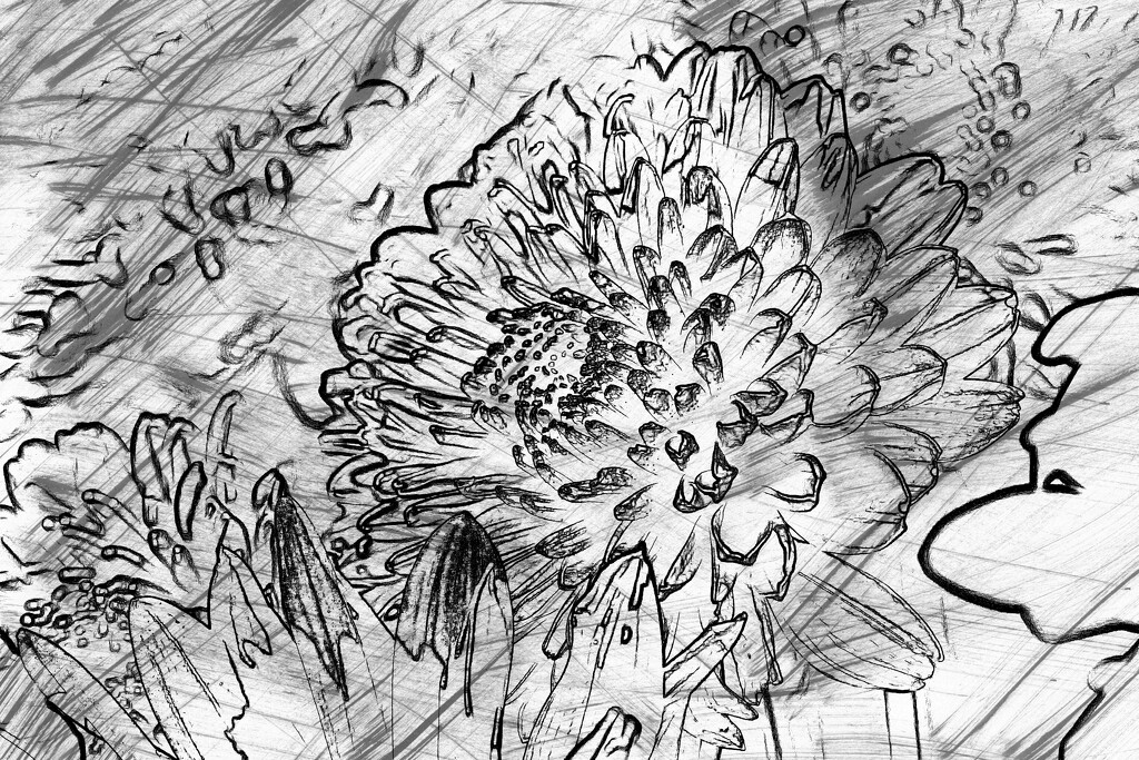 Flower sketch... by marlboromaam