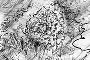26th Jan 2024 - Flower sketch...
