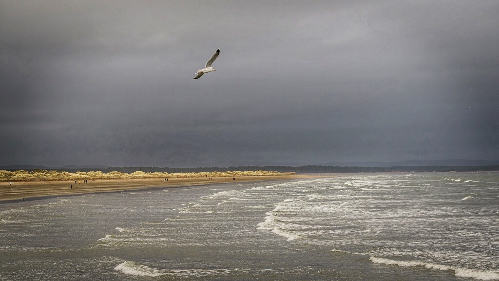 Off to see my gull friend! by billdavidson