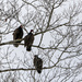 Turkey Vulture Trio by kvphoto
