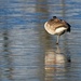 Lone goose by cherylrose