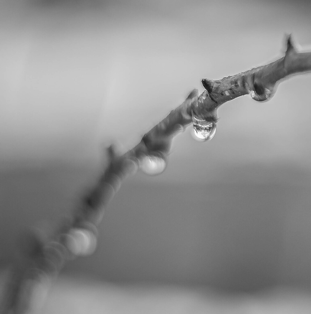 Rose droplet by darchibald