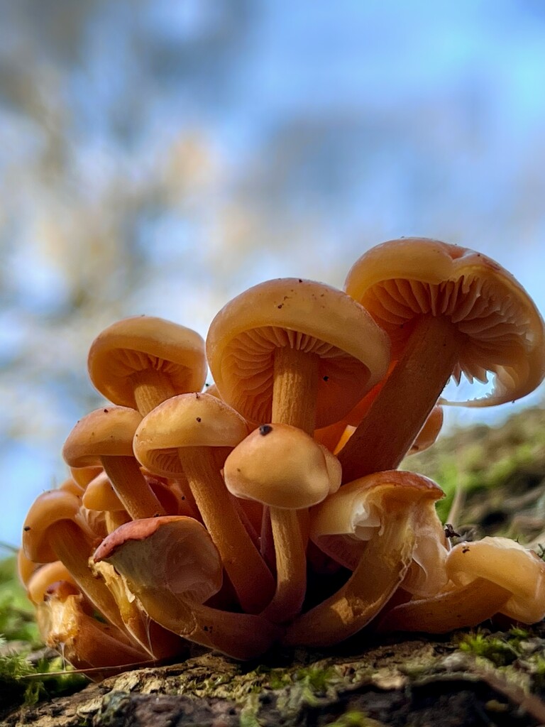 Fresh fungi by gaillambert