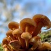 Fresh fungi by gaillambert