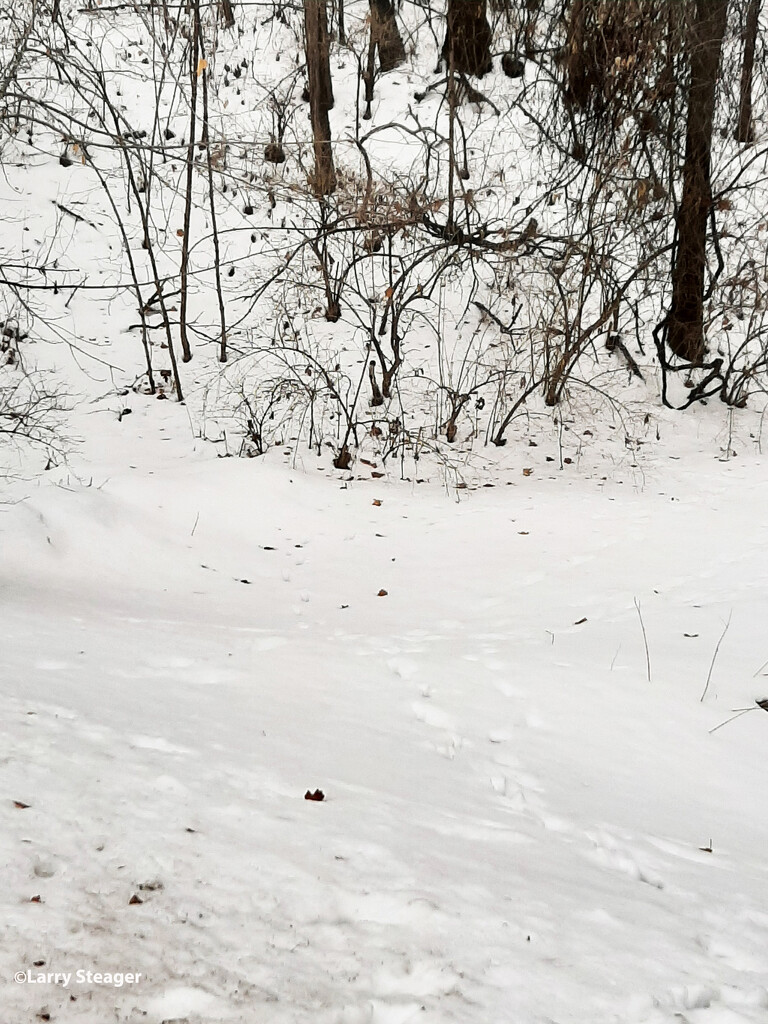 Lots of snow on walking path by larrysphotos