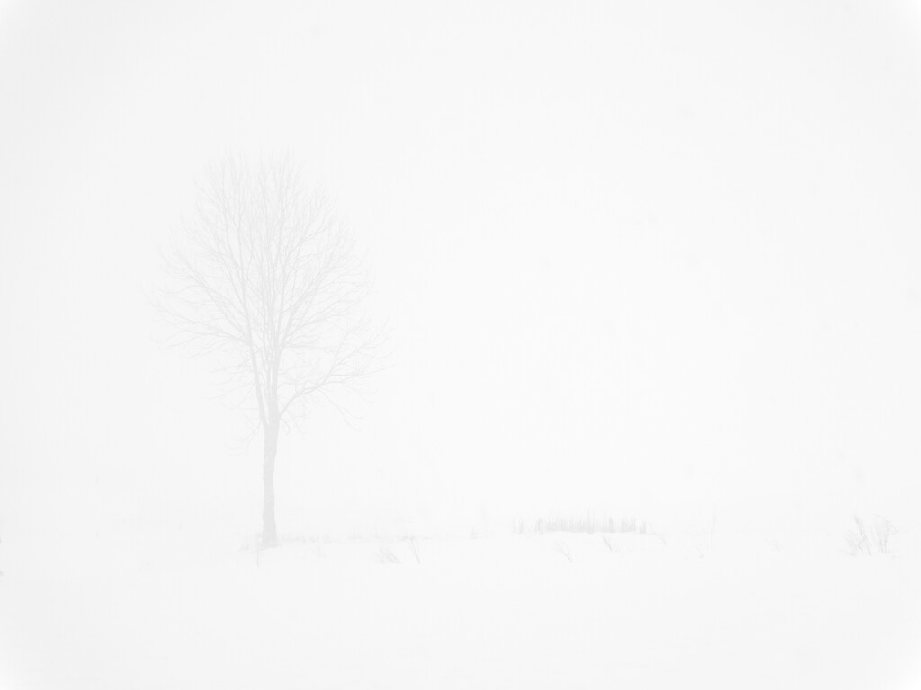 Fog and snow by okvalle