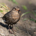 I think this is a female Eurasian blackbird  by creative_shots