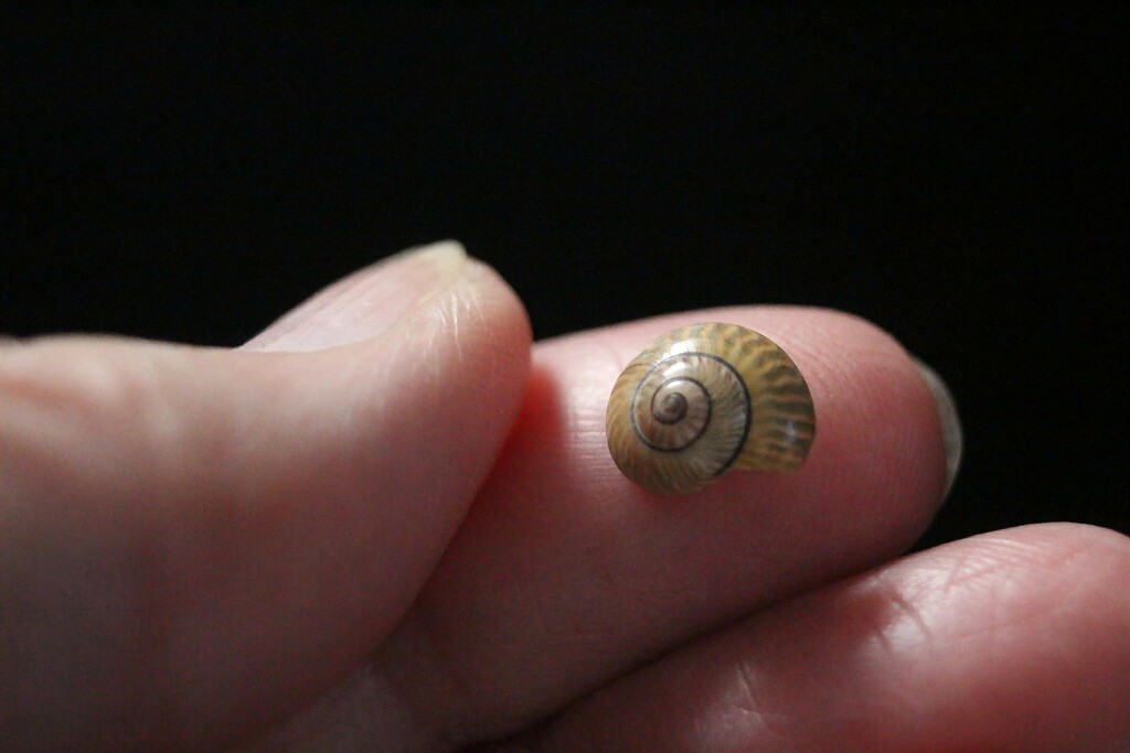 Tiny Shell On My Finger Tip by paintdipper