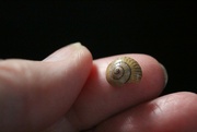 26th Jan 2024 - Tiny Shell On My Finger Tip