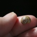 Tiny Shell On My Finger Tip by paintdipper