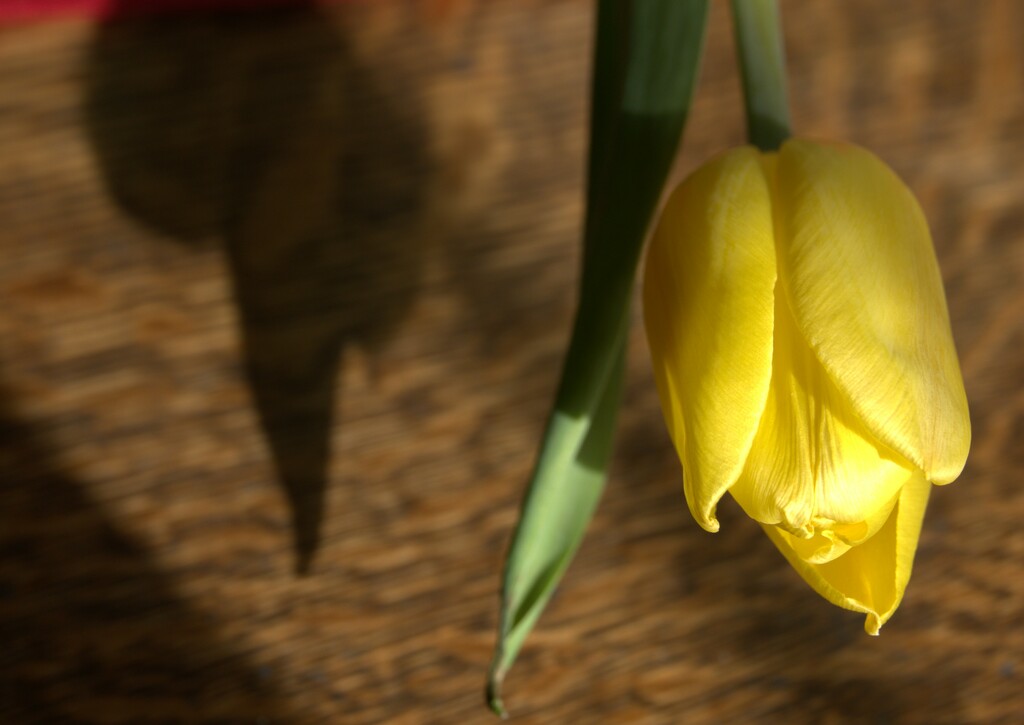 Yellow Tulip by paulabriggs