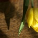 Yellow Tulip by paulabriggs