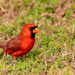 Mr Cardinal Searching for Food! by rickster549
