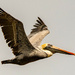 Brown Pelican! by rickster549